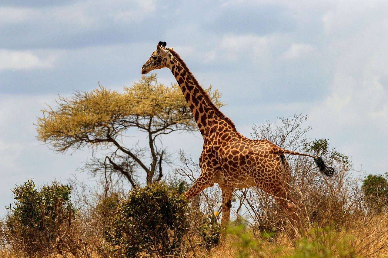 3 Days Samburu Game Reserve Tour Bamba Adventures And Events   Giraffe 4041985 1280 